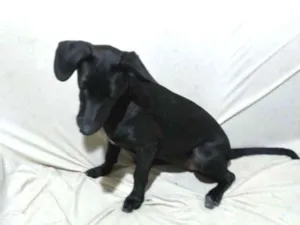 Cachorro raça Srd idade 2 a 6 meses nome Liza