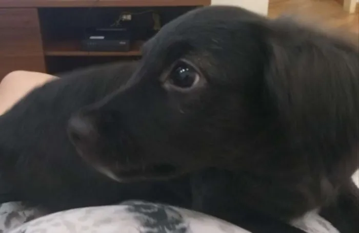 Cachorro ra a vira lata idade 2 a 6 meses nome Sheik