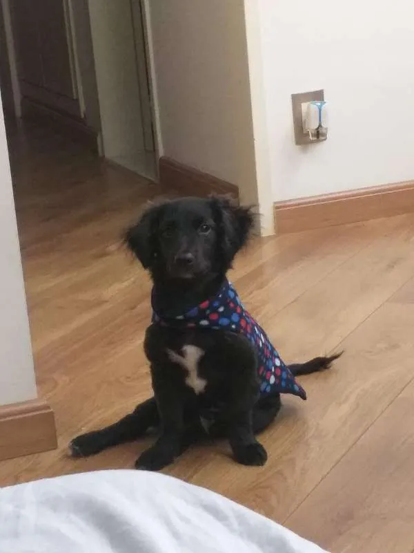 Cachorro ra a vira lata idade 2 a 6 meses nome Sheik