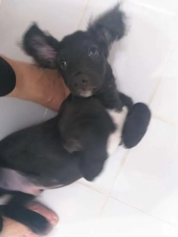 Cachorro ra a vira lata idade 2 a 6 meses nome Sheik