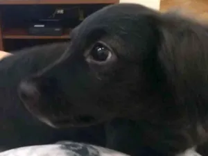Cachorro raça vira lata idade 2 a 6 meses nome Sheik