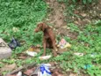 Cachorro raça Labrador idade 1 ano nome Dara