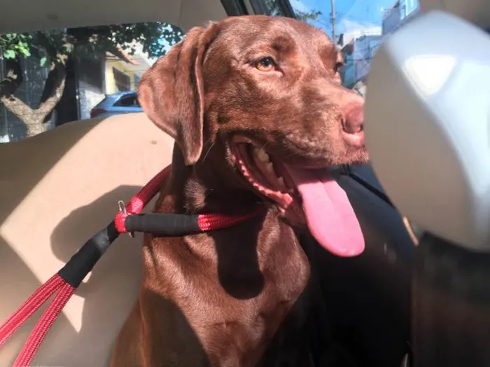 Cachorro raça Labrador idade 1 ano nome Dara