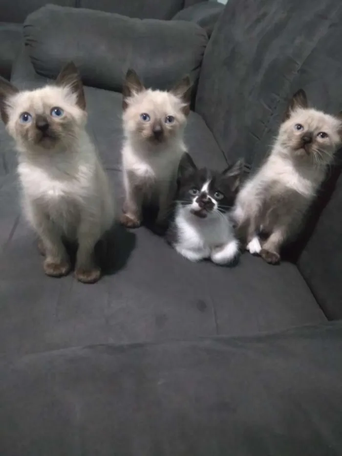 Gato raça  idade 2 a 6 meses nome Sem nome