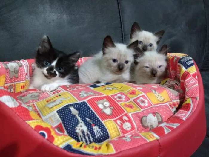 Gato raça  idade 2 a 6 meses nome Sem nome