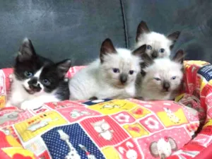 Gato raça  idade 2 a 6 meses nome Sem nome