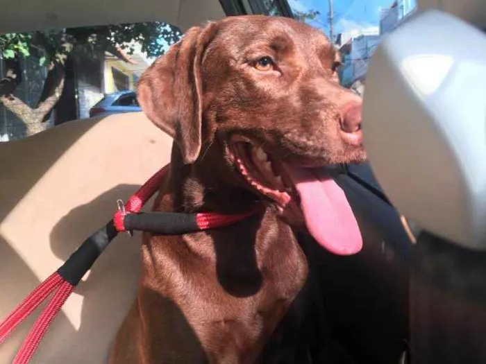 Cachorro raça Labrador idade 1 ano nome Dara