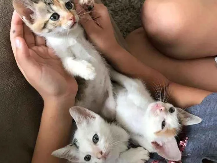 Gato raça Srd idade Abaixo de 2 meses nome Pequenos