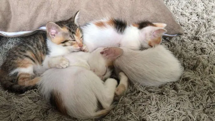 Gato raça Srd idade Abaixo de 2 meses nome Pequenos