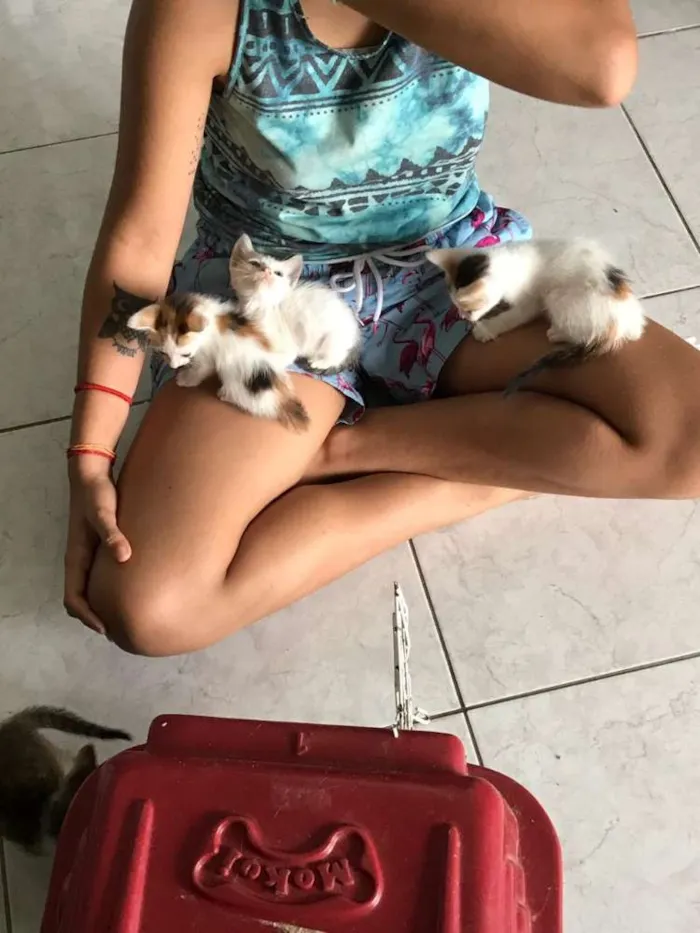 Gato raça Srd idade Abaixo de 2 meses nome Pequenos