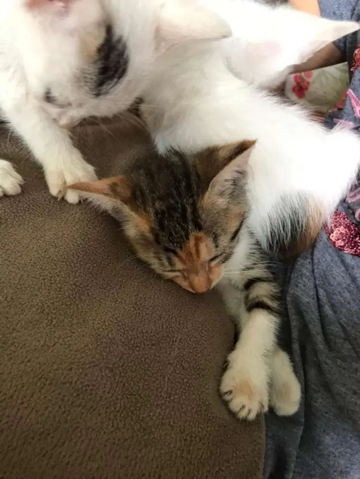 Gato raça Srd idade Abaixo de 2 meses nome Pequenos