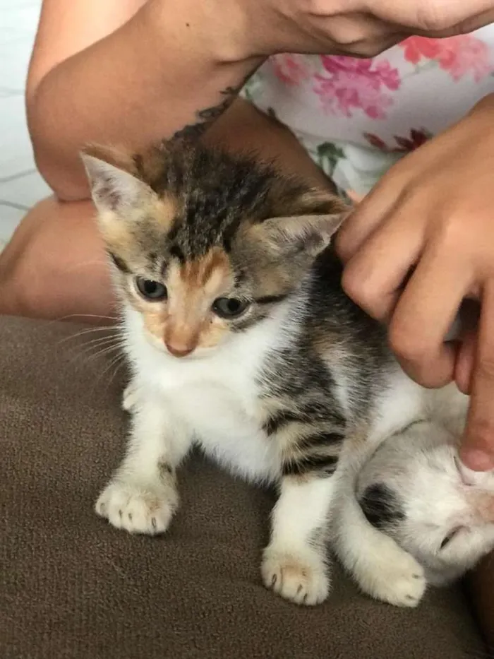 Gato raça Srd idade Abaixo de 2 meses nome Pequenos