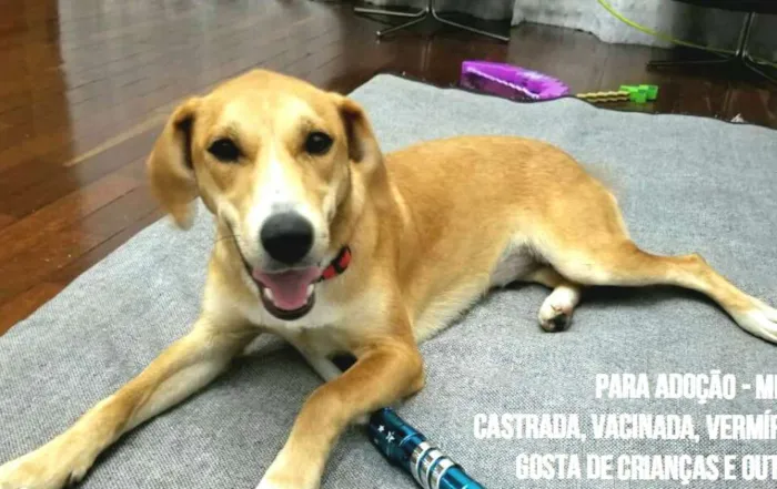 Cachorro ra a  idade 1 ano nome Mel 