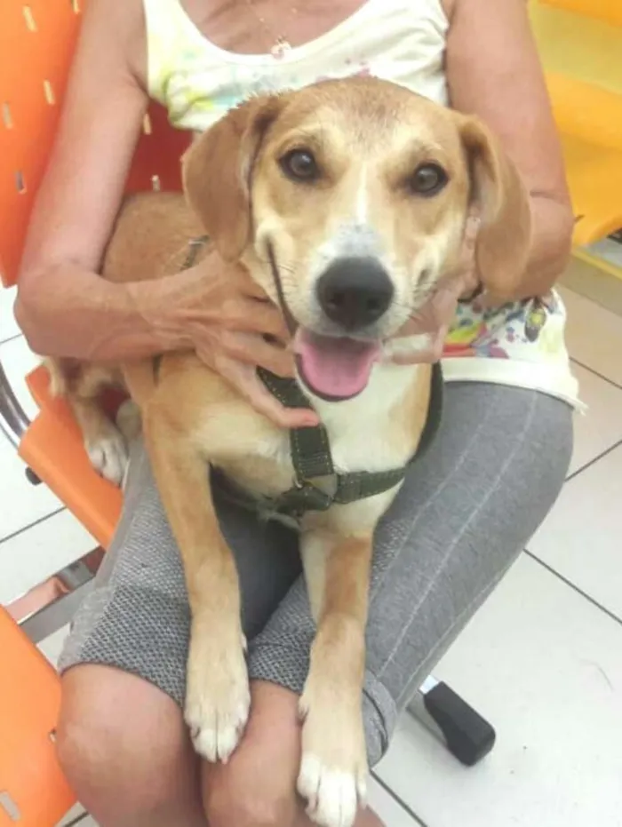 Cachorro ra a  idade 1 ano nome Mel 
