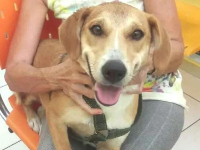 Cachorro ra a  idade 1 ano nome Mel 