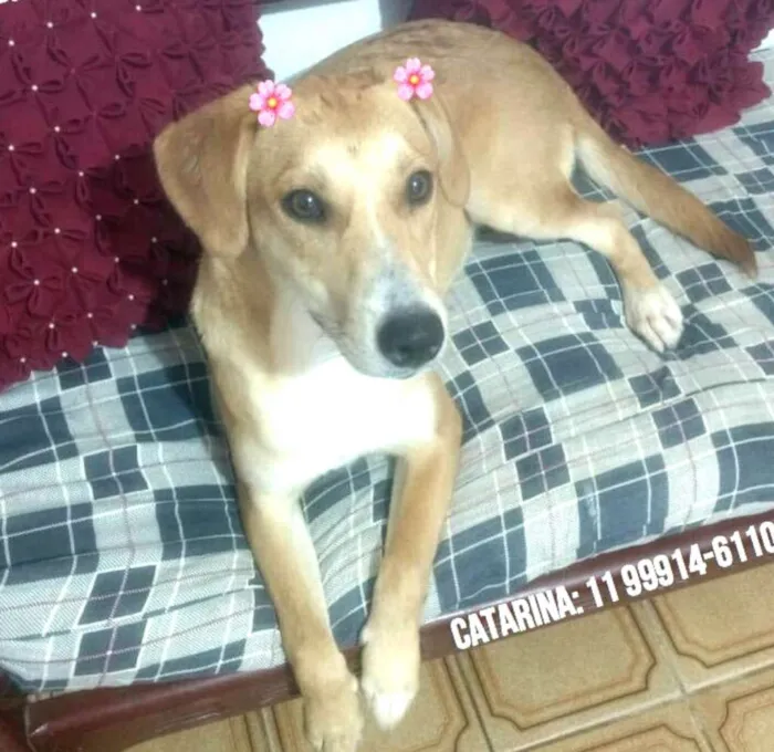 Cachorro ra a  idade 1 ano nome Mel 