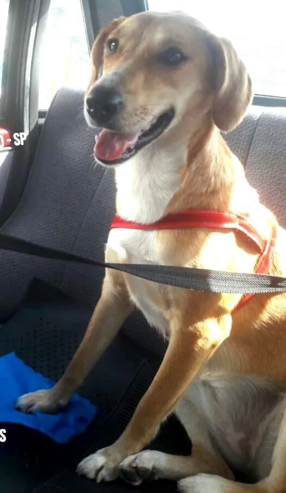 Cachorro ra a  idade 1 ano nome Mel 