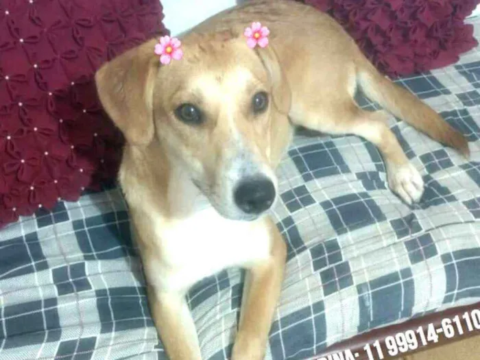 Cachorro ra a  idade 1 ano nome Mel 