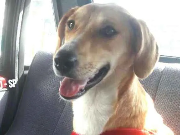 Cachorro ra a  idade 1 ano nome Mel 