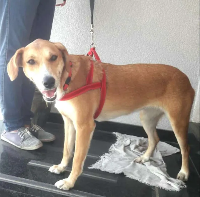 Cachorro ra a  idade 1 ano nome Mel 