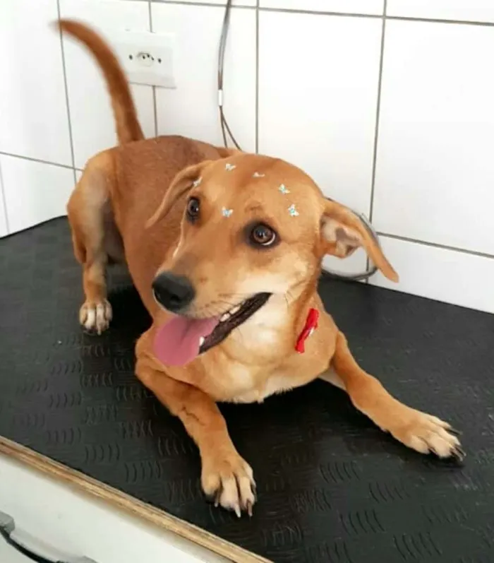 Cachorro ra a  idade 2 anos nome Kiara 