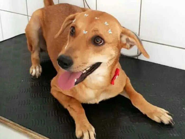 Cachorro ra a  idade 2 anos nome Kiara 
