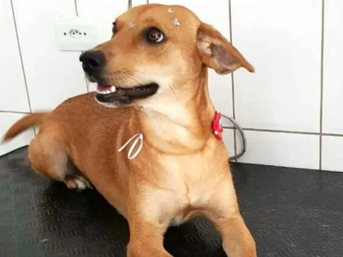 Cachorro ra a  idade 2 anos nome Kiara 