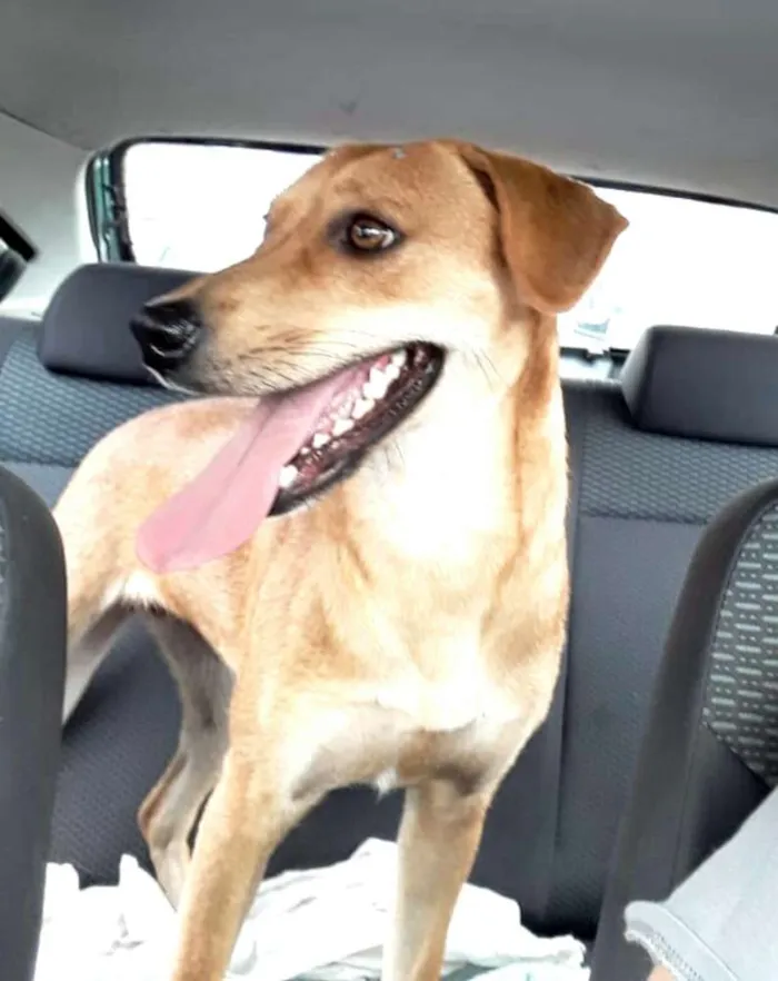Cachorro ra a  idade 2 anos nome Kiara 