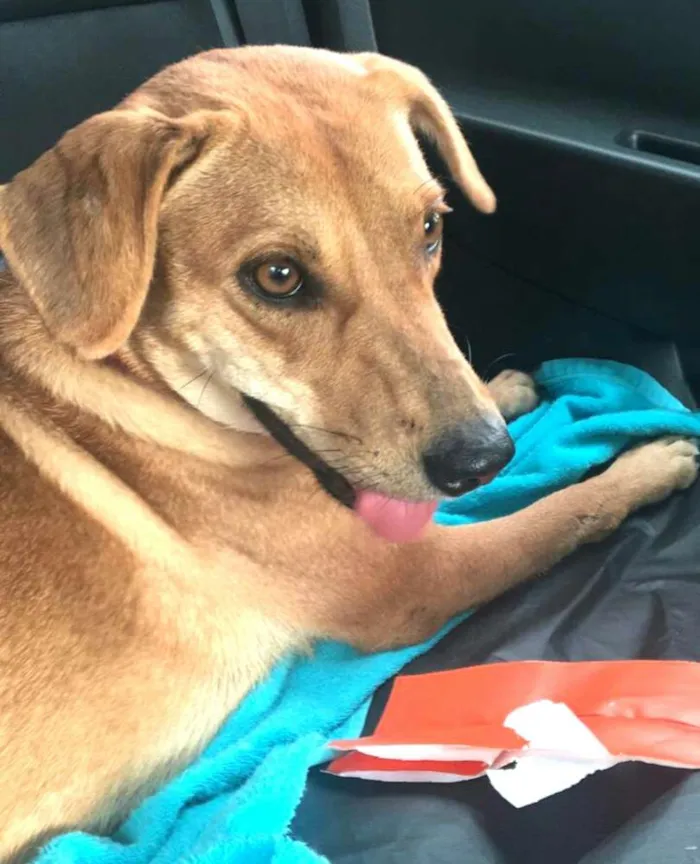 Cachorro ra a  idade 2 anos nome Kiara 