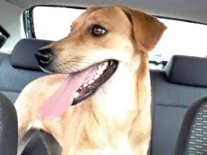 Cachorro ra a  idade 2 anos nome Kiara 