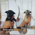 Docinho e lindinha