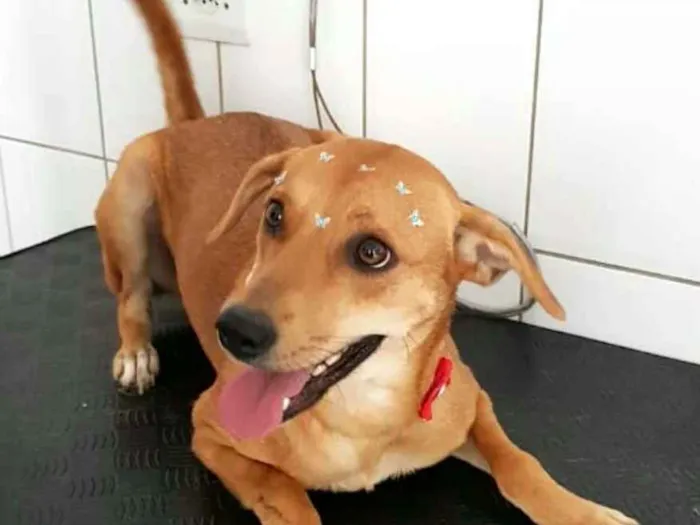 Cachorro ra a  idade 2 anos nome Kiara 