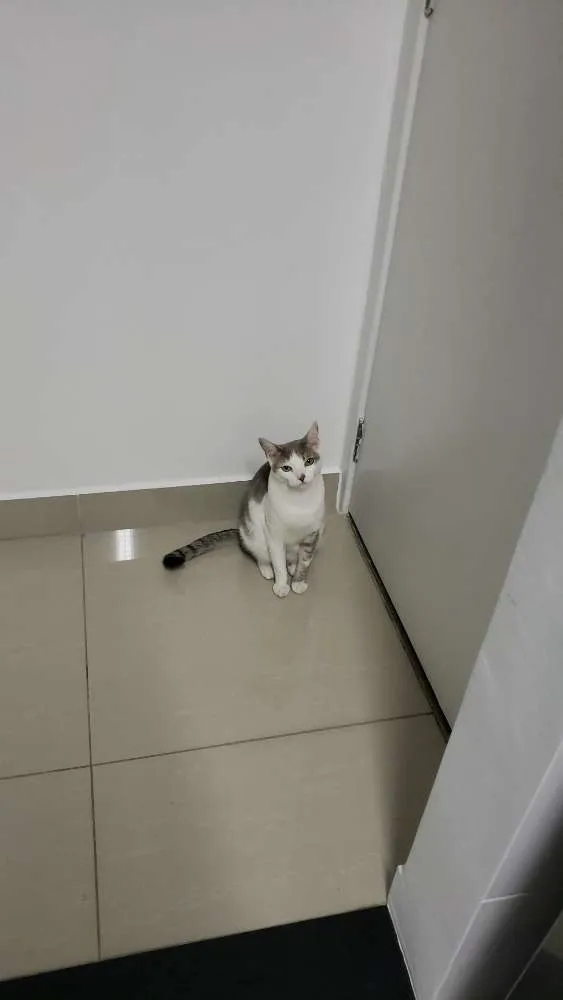 Gato ra a Srd idade 5 anos nome Belinha 