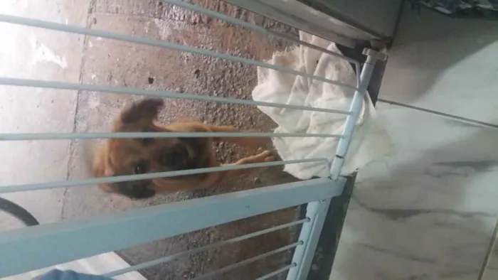 Cachorro ra a Vira lata idade 2 a 6 meses nome Surian