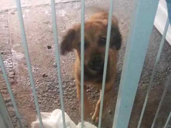 Cachorro ra a Vira lata idade 2 a 6 meses nome Surian