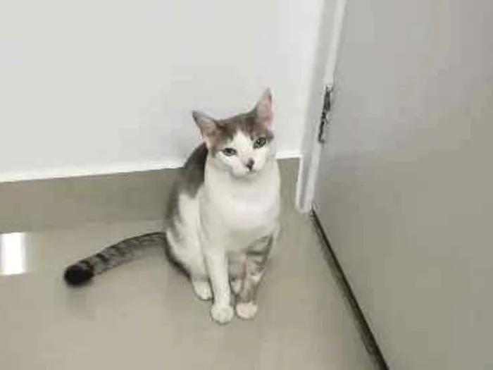 Gato ra a Srd idade 5 anos nome Belinha 