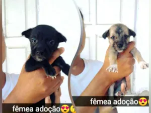 Cachorro raça Vira lata idade Abaixo de 2 meses nome Docinho e lindinha