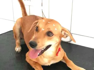 Cachorro raça  idade 2 anos nome Kiara 