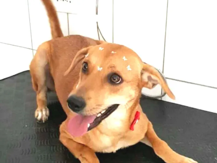 Cachorro ra a  idade 2 anos nome Kiara 