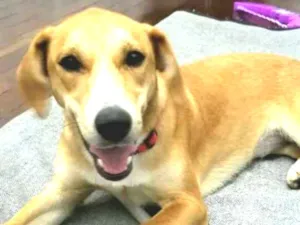 Cachorro raça  idade 1 ano nome Mel 