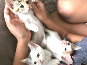 Gato raça Srd idade Abaixo de 2 meses nome Pequenos