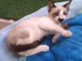 Sam