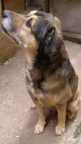 Tarô