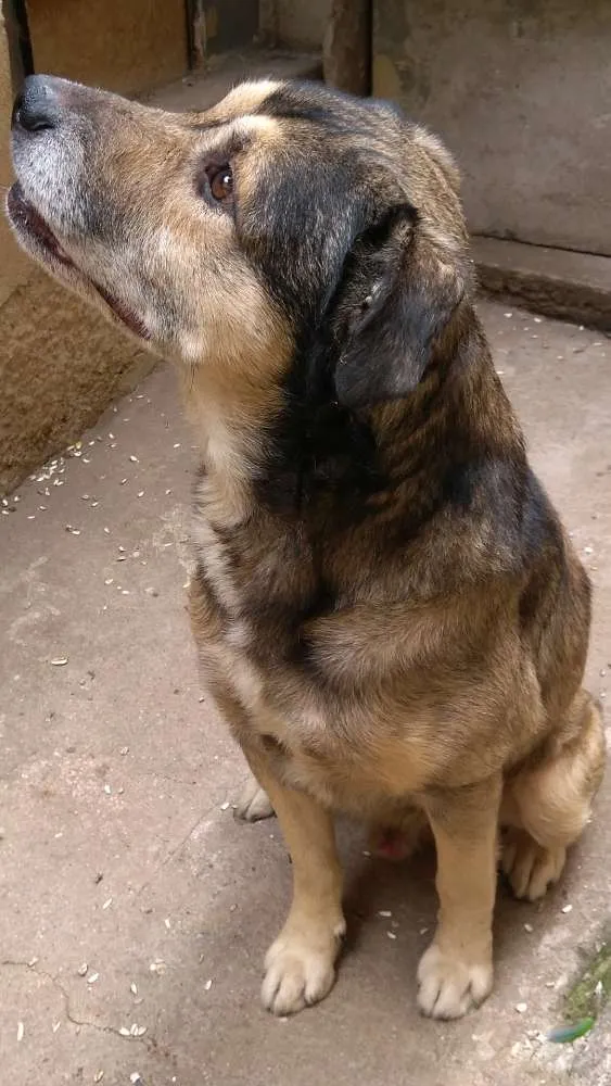 Cachorro ra a Srd idade 6 ou mais anos nome Tarô