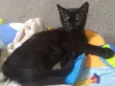 Pedrollino