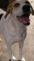 Shiro