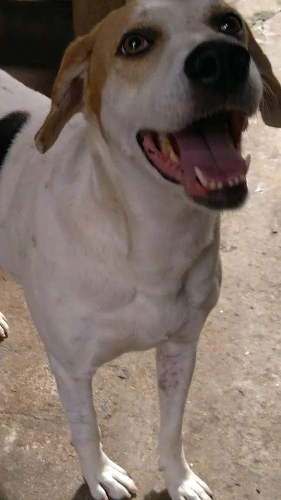 Cachorro ra a Srd idade 5 anos nome Shiro