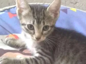 Gato raça SRD idade 2 a 6 meses nome Ruby