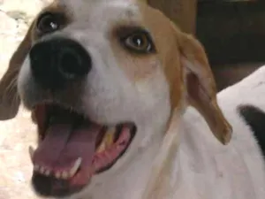 Cachorro raça Srd idade 5 anos nome Shiro