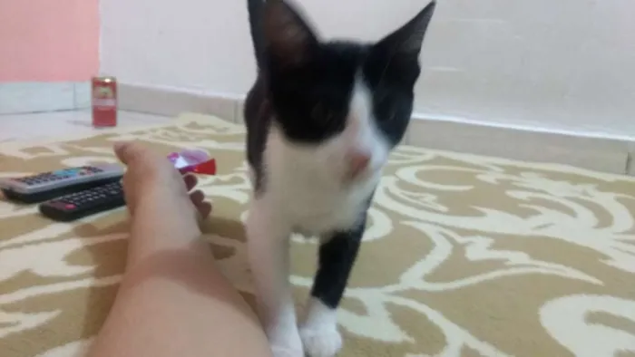 Gato ra a Vira lata idade 2 a 6 meses nome Skank